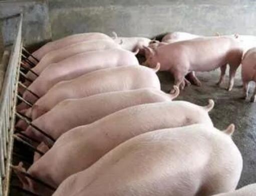 2018年中央一號文件對畜牧養(yǎng)殖行業(yè)將帶來新機遇！